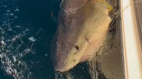 Contender terug: grootste getagde witte haai weer gevolgd