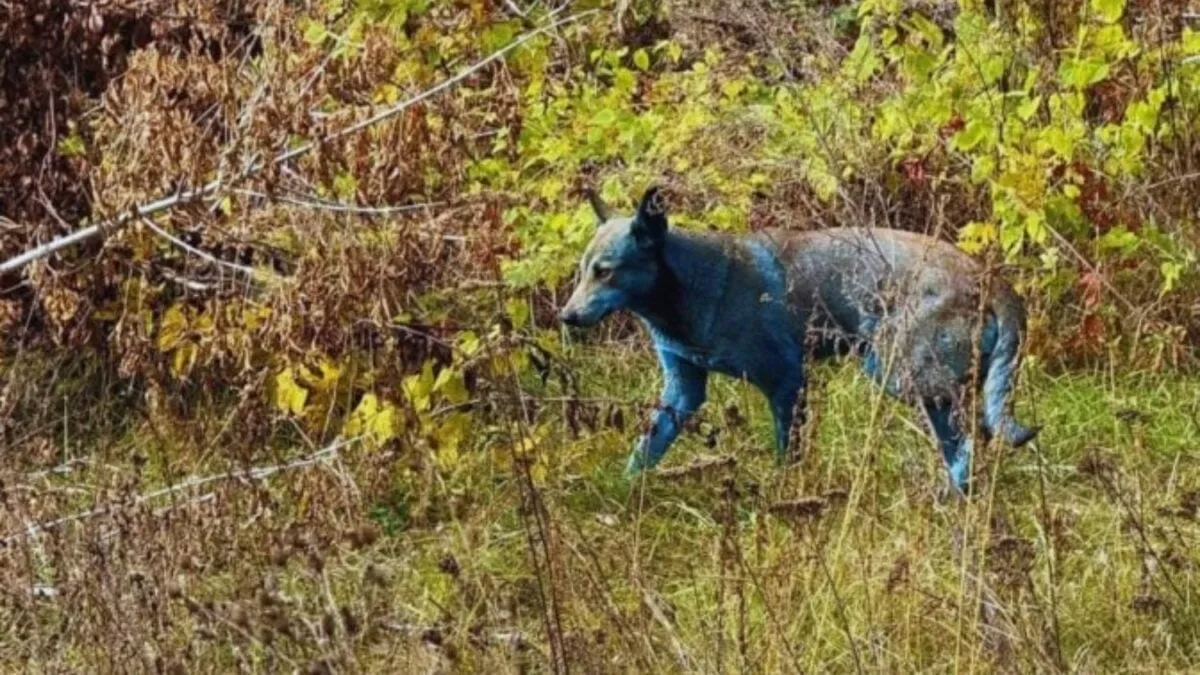 Hoe honden zich hebben aangepast in de Tsjernobyl-uitsluitingszone