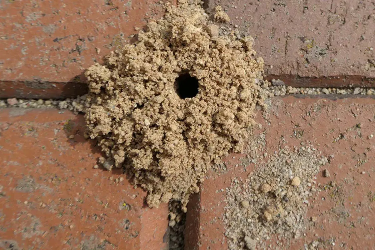 Knoflook als oplossing tegen mieren: een natuurlijke en effectieve aanpak