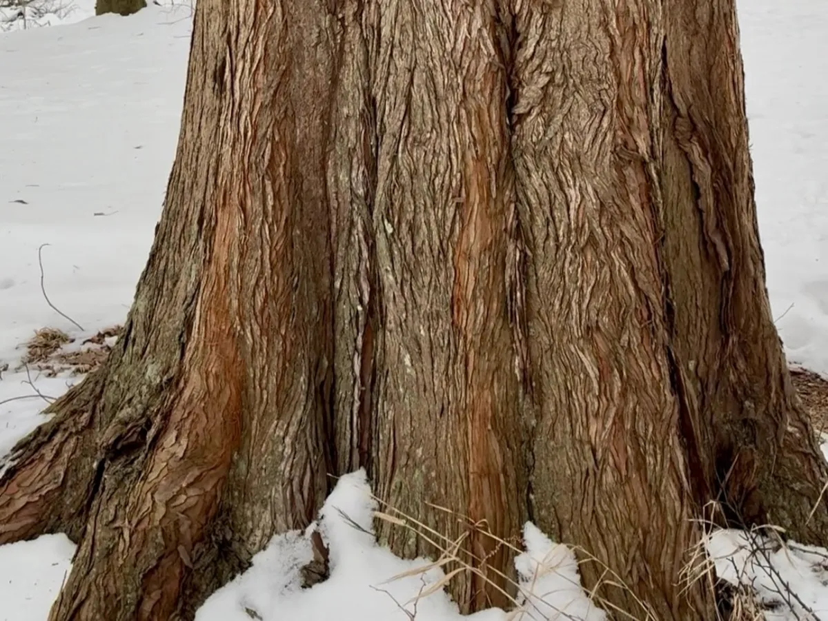 Ontdek de grootste Metasequoia glyptostroboides van Michigan