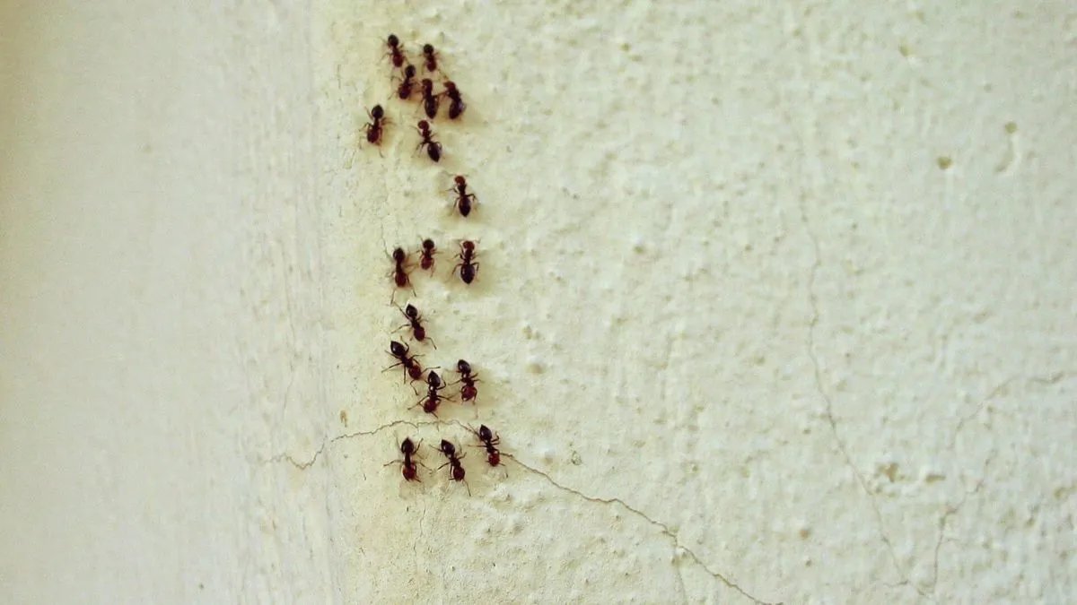Ontdek wat mieren in huis kunnen betekenen